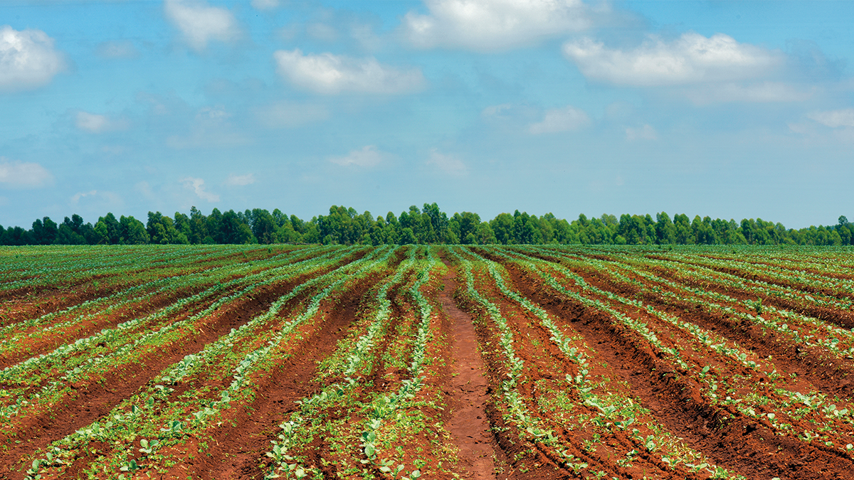 técnicas agrícolas de conservación de suelos agrícolas