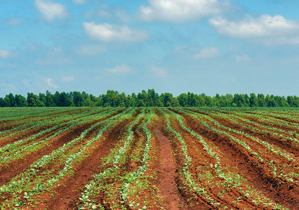 técnicas agrícolas de conservación de suelos agrícolas